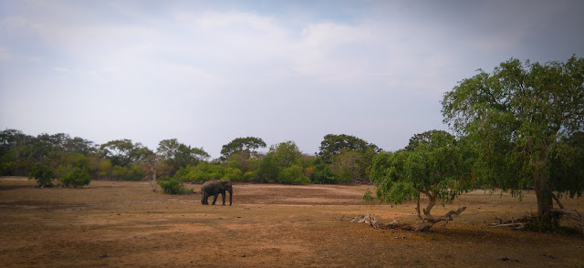 Another elephant; Yala National Park, Sri Lanka