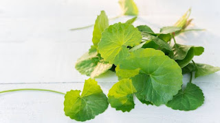 Pegagan (Centella Asiatica) banyak digunakan sebagai bahan skincare alami yang ramah lingkungan