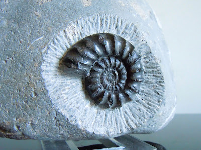 Fossil Ammonite: Euagassiceras resupinatum.