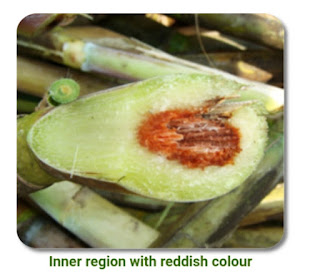 Red rot of sugarcane