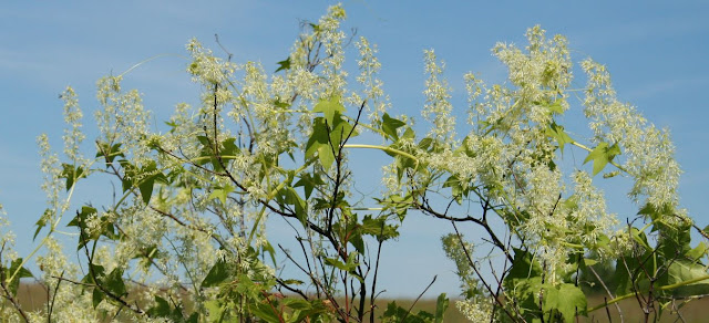 A wild cucumber vine with upright clusters of white flowers.