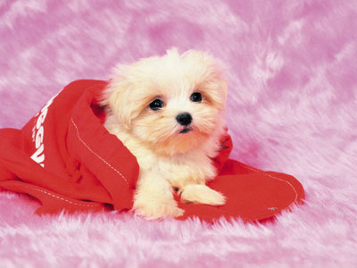 yorkie wallpaper. cute puppies wallpaper. yorkie