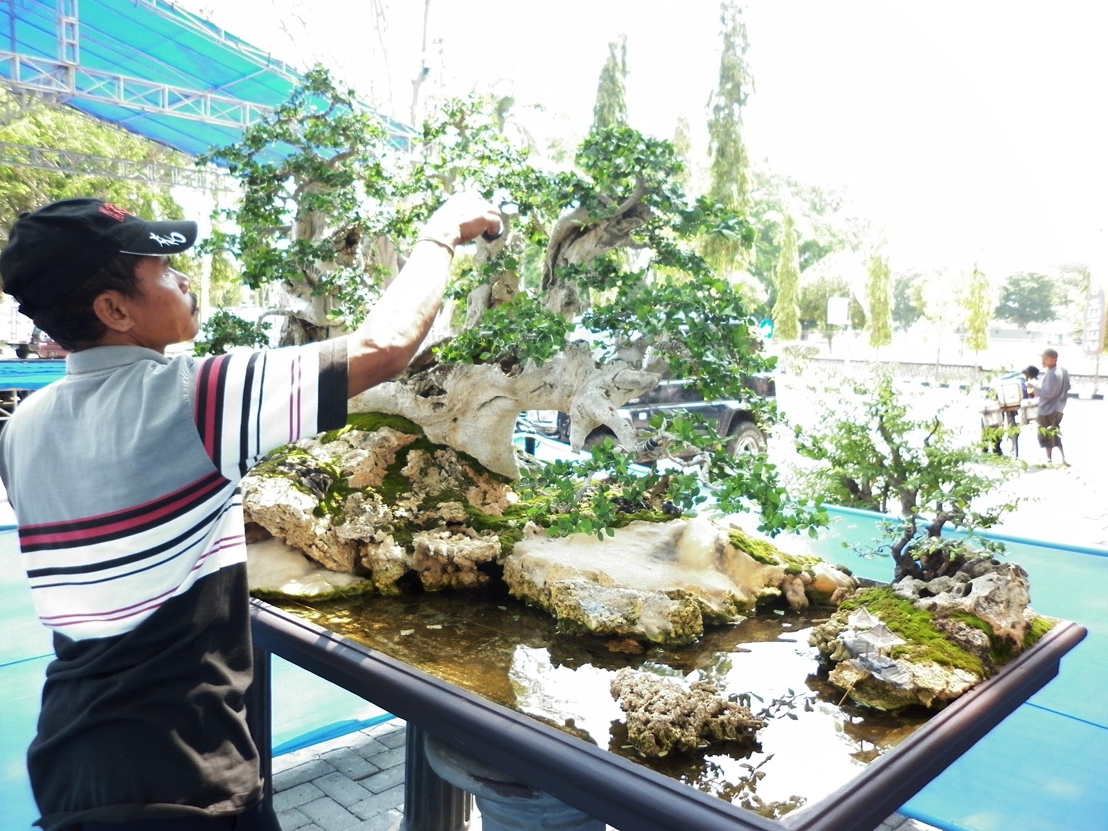 budidaya bonsai serut beringin