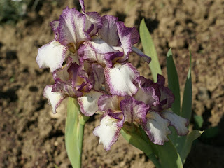 Iris germanica 'Chatterbox'