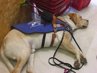 Picture of Toby in coat/harness, he is in a down-stay while I'm checking out.  His face is right beside the shopping baskets