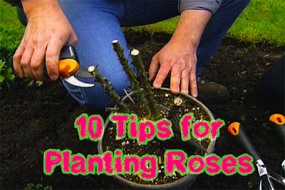 10 Tips for Planting Roses