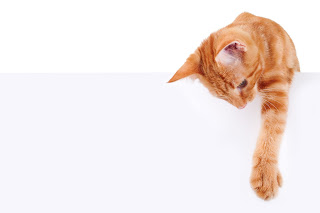 Orange tabby cat reaching over white board_Adobe Stock