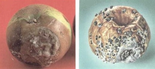 Серая гниль плодов семечковых культур / Ботритиоз (Botrytis cinerea)