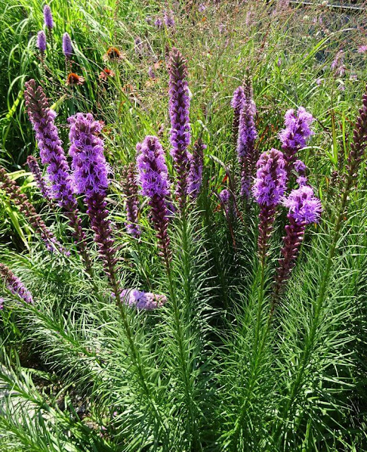 Liatris Spicata - Estrela Ardente  