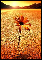 desert_flower