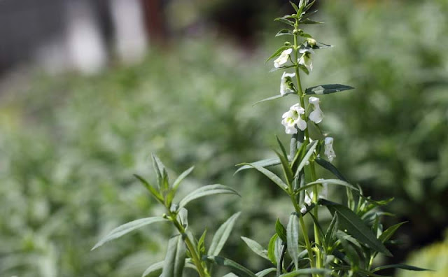 Angelonia Flowers Pictures