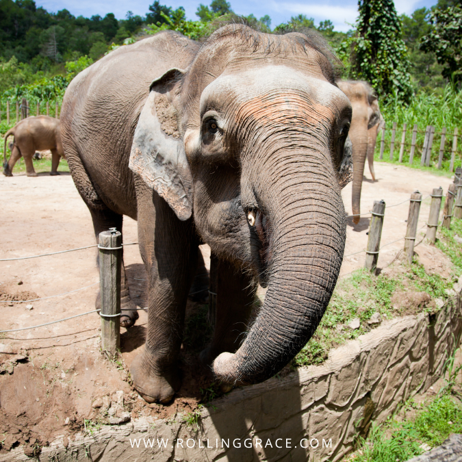 Kuala Gandah Elephant Conservation Centre