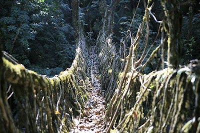 FOTO JEMBATAN HIDUP TERBENTUK DENGAN SECARA ALAMI