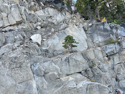 tree in rocks above Emerald Bay