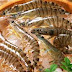 Tips dan Trik memilih udang yang masih segar atau bagus
