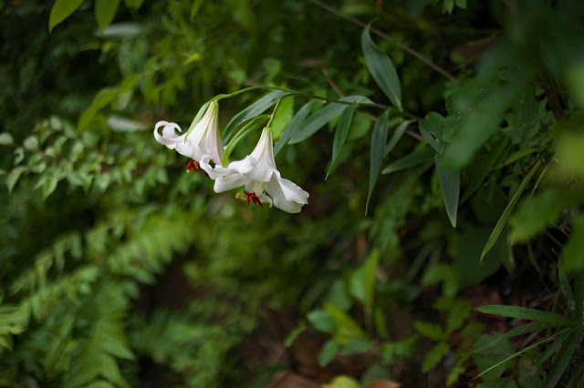 Лилия японская (Lilium japonicum)