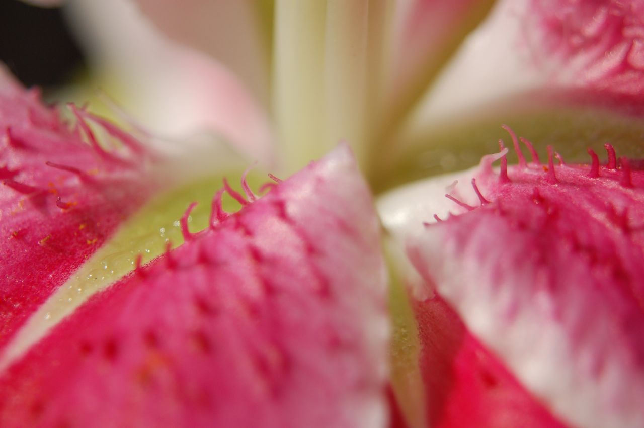 2 types of flowers Pink Stargazer Lily | 1280 x 851