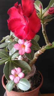 上方為嫁接重瓣大花沙玫，下方為實生小粉紅花。