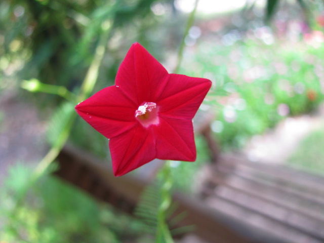 Moon Plant