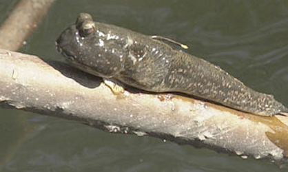 Wow Ternyata Ada Ikan  Yang Bisa Memanjat Penasaran 