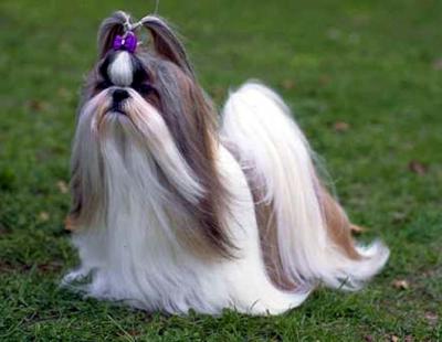 Anjing Shih Tzu  Gambar Foto Anjing