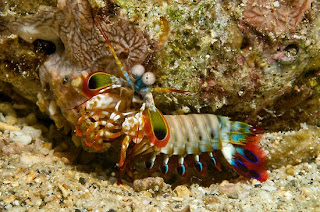 mantis shrimp