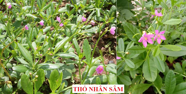 CÂY RAU LÀM THUỐC - THỔ NHÂN SÂM - Talinum triangulare