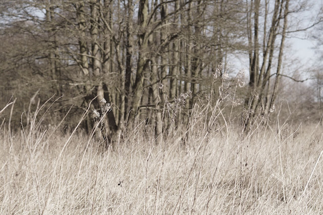 spring in Norfolk countryside