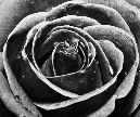 black_rose