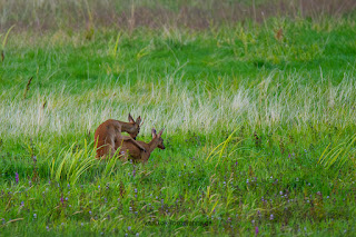 Wildlifefotografie Lippeaue Rehwild Brunft Blattzeit Olaf Kerber