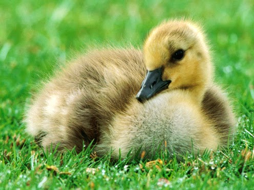 Download Spring Baby Animals in high resolution for free High ...