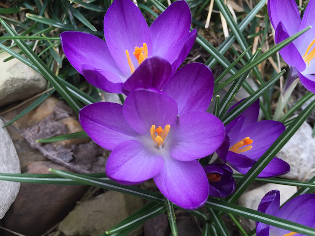 purple flowers in march