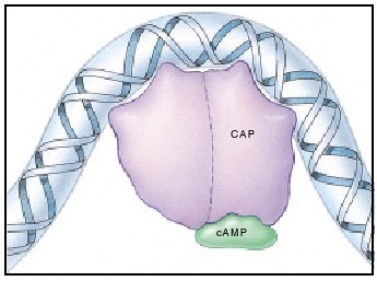 transcriptional activator, transcriptional activator adalah catabolite activator protein (CAP), cyclic AMP (cAMP), CAP