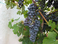 uvas negras