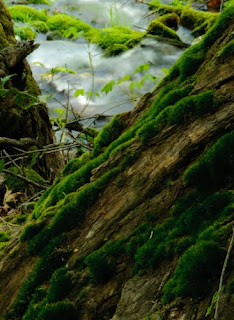 Merced River Stream