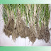 Paragis, Eleusine indica or Goosegrass has a great health benefits?
