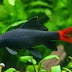 Prety Freshwater Fish - The Red Tailed Shark