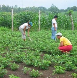 México pierde autosuficiencia en la producción agrícola