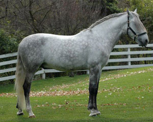 Lusitano Horse Breed  Facts  Lusitano Description