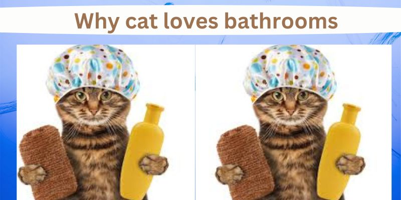 Why cat loves bathrooms