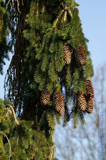 Épicéa commun - Picea abies