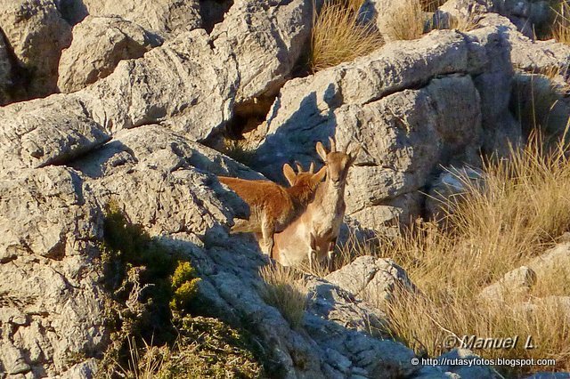 Crestería Sierra del Pinar