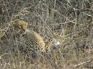 bandipur night safari