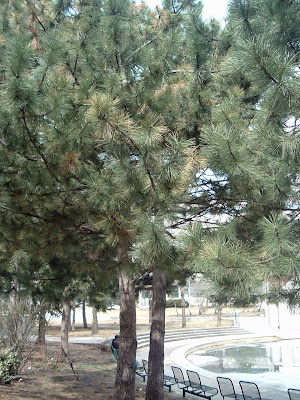 [Photo: white pine in College Park.]