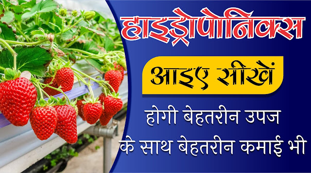 हाइड्रोपोनिक्स को बढ़ावा क्यों दिया जाना चाहिए ?  हाइड्रोपोनिक्स, जैसा कि हम में से बहुत से लोग नहीं जानते होंगे, मिट्टी के बिना बागवानी की कला है। वास्तव में, पौधों को विकास के लिए आवश्यक सभी मैक्रो-पोषक तत्व और सूक्ष्म पोषक तत्व पौधों को एक माध्यम में रखकर सीधे जड़ों को प्रदान किया जाता हैं (पौधे की आवश्यकता के अनुसार पोषक तत्वों को पानी के साथ डाला जाता है) . हममें से कुछ लोगों के लिए यह जानना बहुत आवश्यक है कि पौधों के बढ़ने के लिए मिट्टी ही एकमात्र माध्यम नहीं है। वास्तव में, मिट्टी को हाइड्रोपोनिक्स की तुलना में थोड़ा अक्षम माना जा सकता है क्योंकि जड़ों को अपने अस्तित्व के लिए आवश्यक पानी और अन्य महत्वपूर्ण पोषक तत्वों के लिए मिट्टी की खोज करनी पड़ती है।  चूंकि हाइड्रोपोनिक्स पौधों को आसानी से उपलब्ध पोषक तत्व प्रदान करता है, इसलिए उनकी वृद्धि बहुत तेज होती है।   निम्नलिखित तीन कारण हैं कि हाइड्रोपोनिक्स को बढ़ावा क्यों दिया जाना चाहिए ?  1. संपूर्ण पोषक तत्व संतुलन प्रदान करता है और पानी बचाता है  हाइड्रोपोनिक्स पौधे को फलने-फूलने के लिए आवश्यक पोषक तत्वों को आसानी से उपलब्ध करता है और बहुत सारा पानी बचाता है। पारंपरिक बागवानी पद्धति में, हाइड्रोपोनिक्स की तुलना में आवश्यक पानी की मात्रा लगभग 65% अधिक है।  2. उच्च पैदावार और साल भर की वृद्धि  हाइड्रोपोनिक तकनीक से स्वाद और उपज के पोषण मूल्य के मामले में बेहतर परिणाम के साथ पौधों की साल भर खेती की जा सकती है।  3. बड़े बड़े खेतों की आवश्यक नहीं  हाइड्रोपोनिक आपको एक इनडोर स्पेस में अपना पसंदीदा बगीचा बनाने में मदद करता है। आपके पास जमीन की जरूरत नहीं है और आप किसी भी आकार के प्रोजेक्ट के साथ कम बजट में आसानी से शुरुआत कर सकते हैं।  यदि आप अपने सपनों का बगीचा बनाने की सोच रहे हैं, और बेहतरीन बागवानी के आनंद लेना चाहते है।  लेकिन अपना सपना पूरा नहीं कर पा रहे हैं, तो यह सही समय है जब आप हाइड्रोपोनिक्स पर विचार कर सकते हैं। इसमें आसानी से मौसम को नियंत्रित करके और पूरे वर्ष अपनी पसंद की उपज बधाई जा सकती है इसलिए इस आधुनिक तकनीक से आपकी सफलता सुनिश्चित है।   बागवानी एक आरामदेह शौक है और अपने परिवार के सदस्यों के साथ कुछ गुणवत्तापूर्ण समय बिताने का एक शानदार तरीका है। अंतरिक्ष को अपने शौक को सीमित न करने दें, हाइड्रोपोनिक्स आज ही शुरू करें।