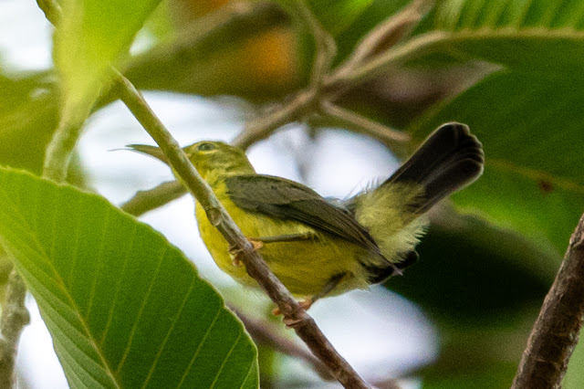 Onate Sunbird (Hút mật 5 màu)