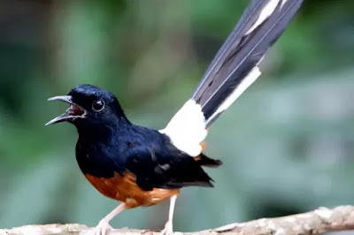 Burung Murai Batu