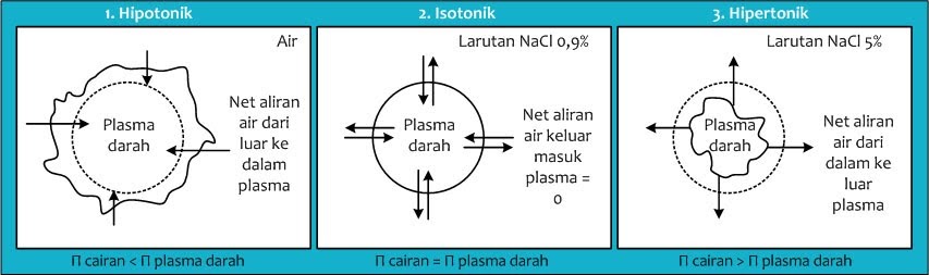 Rumah Kimia PERBEDAAN SIFAT LARUTAN  HIPOTONIK  ISOTONIK 