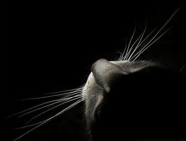 авторитарный черный кот с усами