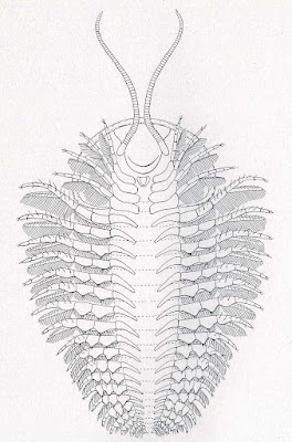 Triarthrus becki Trilobite Fossil illustration done in 1920 by Elvira Wood